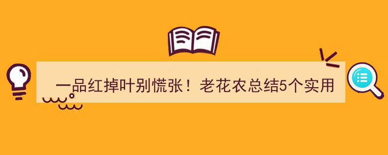 一品红掉叶不慌！老花农传授5招，圣诞花轻松复活攻略"/