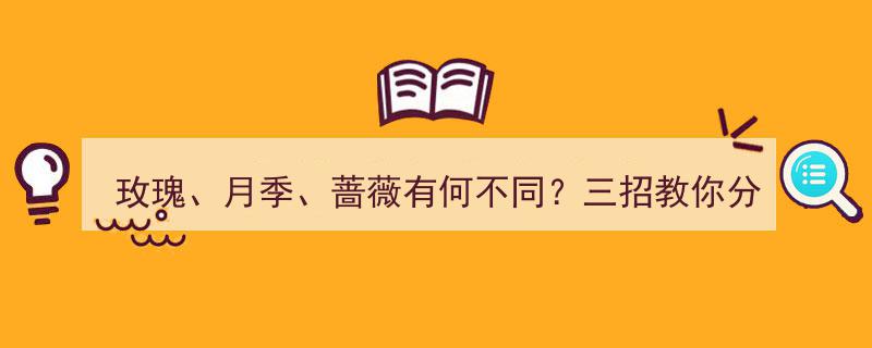 玫瑰、月季、蔷薇大揭秘,三招轻松分辨三种花界的明星"/